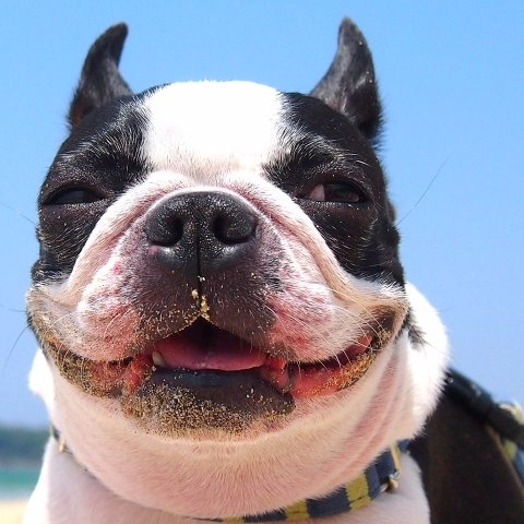 animalmaln's profile picture. イヌ派!？
ネコ派!？