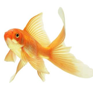 Jojo_le_poisson Profile Picture