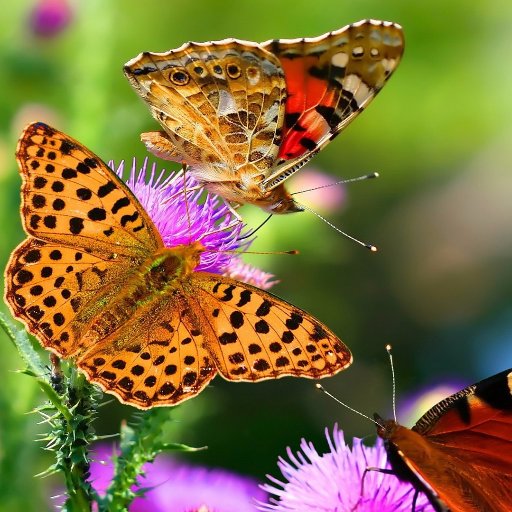 Oche4memo's profile picture. *ICT Consultant
*Business Consultant
*Automation Solutions
*Digital Markerter