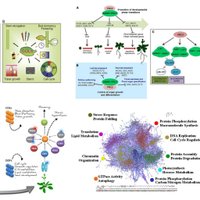 PlantDevelopmentUni (@plantdevelunit) 's Twitter Profile