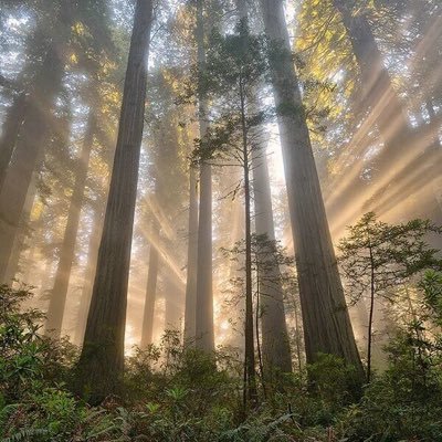 🎄🎄🎄 Found listening for chainsaws & looking for wood to turn ! Our Club is Open Wed AM @ Criagnure Village Hall. Come in & say Hello !! 🎄🎄🎄