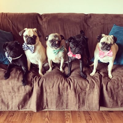 ThePghGrumble's profile picture. A grumble of pugs & a special needs Frenchie living w/ lawyer mom & Sphynx cats in Pittsburgh