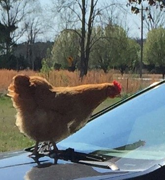 Just a liberal old lady in a red state.