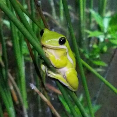 LadyHylidae's profile picture. M.S. student of biology. I study anuran communication, vision, and evolution. Talk froggy to me!