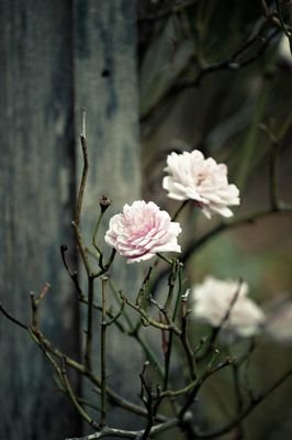 cuardaigh's profile picture. History enthusiast, librarian. She/her/hers