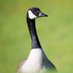 Warwick Goose (@avianofficerwsu) Twitter profile photo Warwick Goose (@avianofficerwsu) Twitter profile photo
