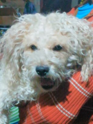 ElCharroNegro10's profile picture. 