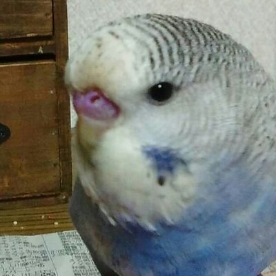 ジャンボセキセイインコのふくと暮らしてます