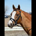 Becky Snow - @saddle2bridle - Twitter