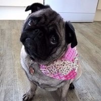 Pugs Informative (@pugsinformative) 's Twitter Profile