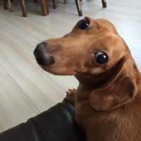 あずき (@3_amo1) Twitter profile photo