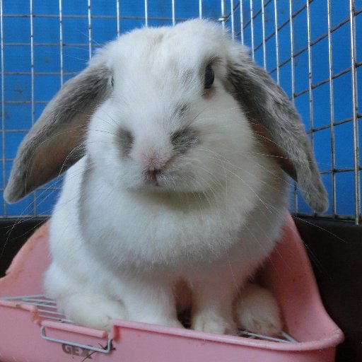 rabisen's profile picture. さくらと魁（かい）の2羽のうさぎ、そして金魚達と同居生活しています。ユーストリームで時々配信してます。　 http://t.co/Gf8kYKbdx4