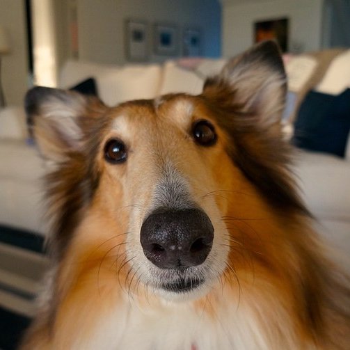 BonzK9er's profile picture. We ask that you help us spread the word so in case you missed it, you’ll  want to share this with your family and friends on Facebook so they can enter too …