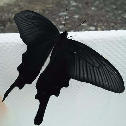 usuzi3t's profile picture. プリコネとミストレがメインです。生き物が好き。