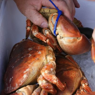CrabCompany's profile picture. Supporting our Fishermen
