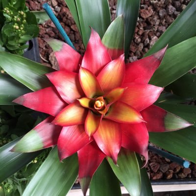 shishabat1's profile picture. 