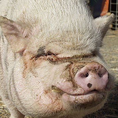 pigsdontfly_'s profile picture. https://t.co/aLEf0ZuBBE