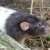 rodentfanatic's profile picture. I like rats