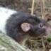 rodentfanatic's profile picture. I like rats