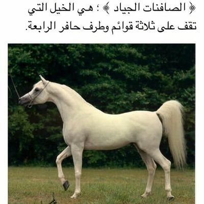 المال دايم صاحبه مرتفع فوق*
والقل خايب لو ترفعت يرخيك*
عزىلمن دور لها عند مخلوق*
اما بخل وإلامنن يوم يعطيك*