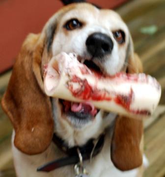 Portal Consultant, Entrepreneur, Ski Instructor, World Skier Pro, Basset Dad, Teacher