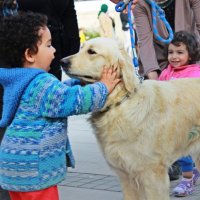 MardinHayvanseverler (@haysevmardin) Twitter profile photo