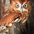 oldtwitmax's profile image