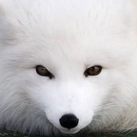 kamiules #SDV ⁶ᵏ (@kamiules) 's Twitter Profile Photo