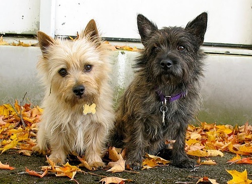 Welcome to the Cairn Farm!  We are dedicated to breeding and raising quality dogs to complete your family.