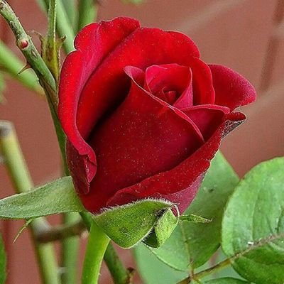 MnicaNeves13's profile picture. Ser feliz e meu lema respeito minha família