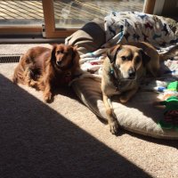Shelly (@shelltdog) 's Twitter Profile