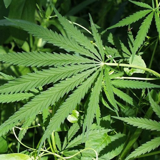 smokedubreggae's profile picture. Smoke.