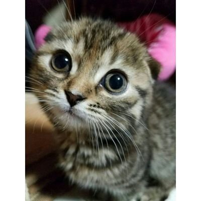 lovelycitrine's profile picture. スコティッシュフォールド♀ シトリンです💗
可愛い写真をシェアしていきます✨