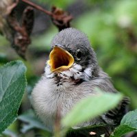 chriscraft (@kriskraft12) 's Twitter Profile