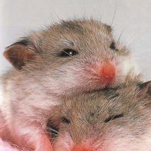 mizukun1020's profile picture. PUBGやってます(´・ω・`)普段は研究室籠ってます(´・ω・`)スマホゲーはデレステのみ('Д')(乙倉pです(笑))pubgお誘いお待ちしてます！vc ts discord あります！