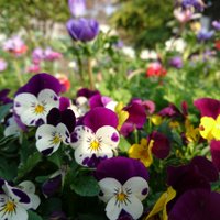 パディントン (@10fha2khs33mxsh) 's Twitter Profile