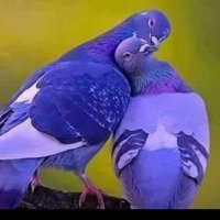 Veli ŞENSOY🇹🇷Evet (@veliensoy2) 's Twitter Profile