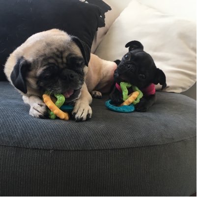 The chronicles and curly tales of Buford and Gertrude. An OG fawn pug w/a heart of gold and a millennial spunky black pug who's coming into her own!