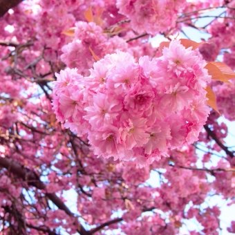 日本を取り戻すためなにかしたいと考えてます。2013年11月にお花畑から覚醒。失敗もありますが、頑張ります。
フォローに関してはフォローいただいた方に基本的には返したいのですが、追いつかないので、申し訳ありませんが返さない事が殆どです。