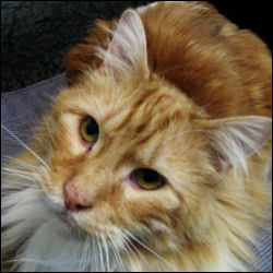 HenryTudorCat's profile picture. Cats rule!