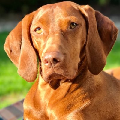 New to Twitter!! 2 year old Hungarian #Vizsla living with crazy #cats. Follow all #pet accounts back. #dogsoftwitter #doglovers #dogs