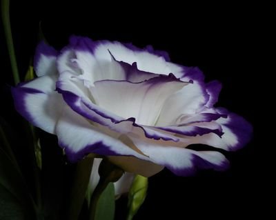 firojkaram's profile picture. 