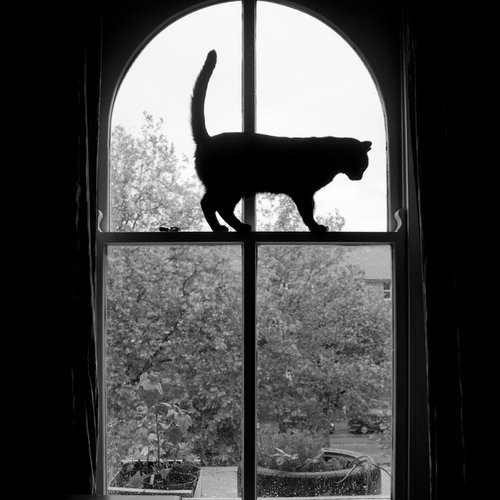 3k1c1_r's profile picture. leads the way | CSR 16 ~ciberseguridad