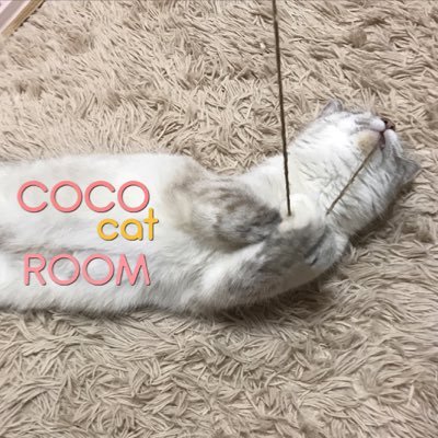 COCOです。気ままな猫とのんびり暮らし。保護動物を支援する事業を立ち上げたいと奮闘＆思案中…。2017.2.25～アゲハ 2017.3.19～クー（@Qoo_COCOcatROOM） #クーアゲ 特定非営利活動法人アルマより預かり子猫♂3匹  里親様大募集中！※無断転載禁止※ 里親募集に関してはブログから。