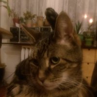 Andrew SB (@astarrb) 's Twitter Profile