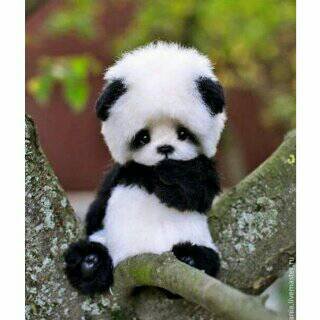 Si panda yang imut Dan lucu