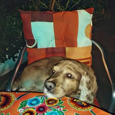 XelaXelaalfaro's profile picture. 