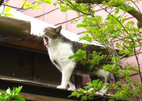 cha5jiro's profile picture. ちょっとだけギターをはじめました。
週末はテニスします。
CHEMISTRY堂珍嘉邦・川畑要、福山雅治、UNICORN、電大。錦織圭
猫,saxophone,piano