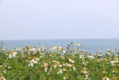 lewholel's profile picture. 