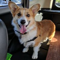 Rhino Hennessy(@rhinothecorgi) 's Twitter Profile Photo